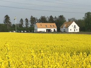 Sparrisgården med rapsfält